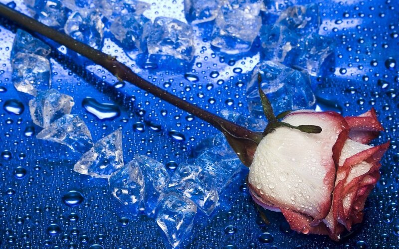 Wilted Rose with Ice