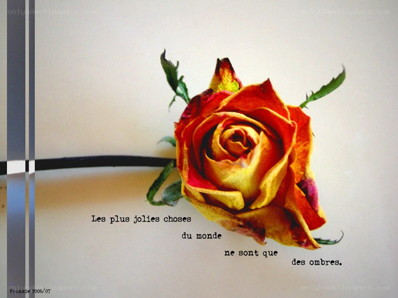 wilted rose with quote