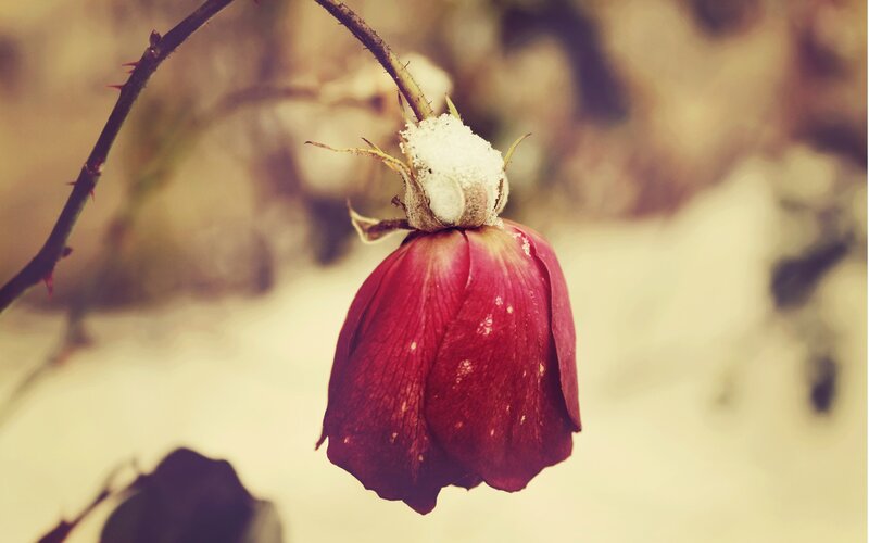 Wilted Rose with Snow — Red