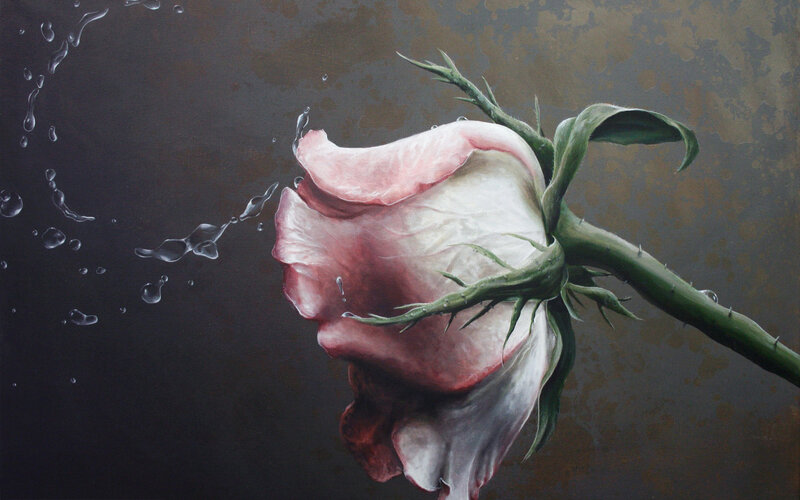 Wilted Rose with Water Droplets — Pink, Dramatic