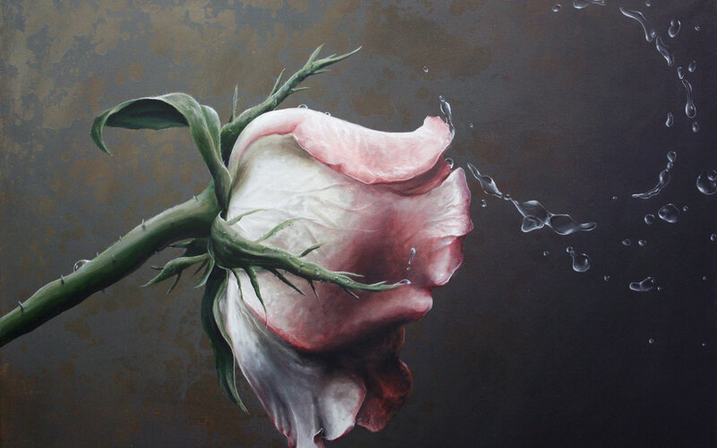 Wilted Rose with Water Droplets — Pink