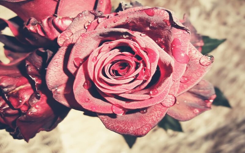 Wilted Rose with Water Droplets — Red