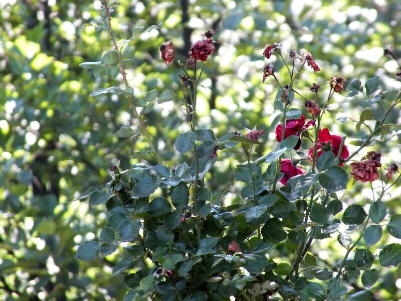 Wilted roses in a garden