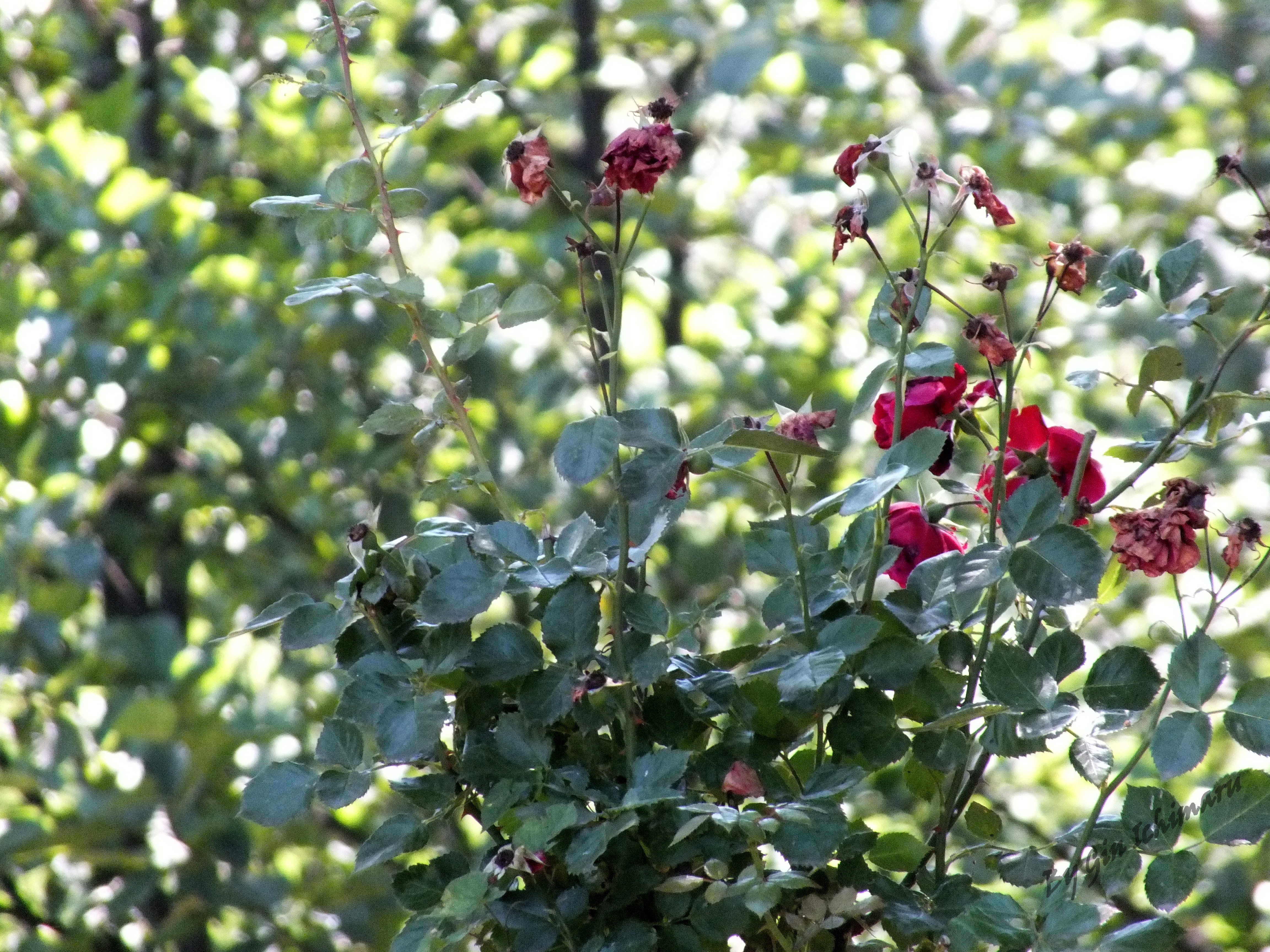 Wilted roses in a garden