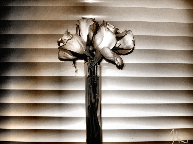 Wilted roses in a vase