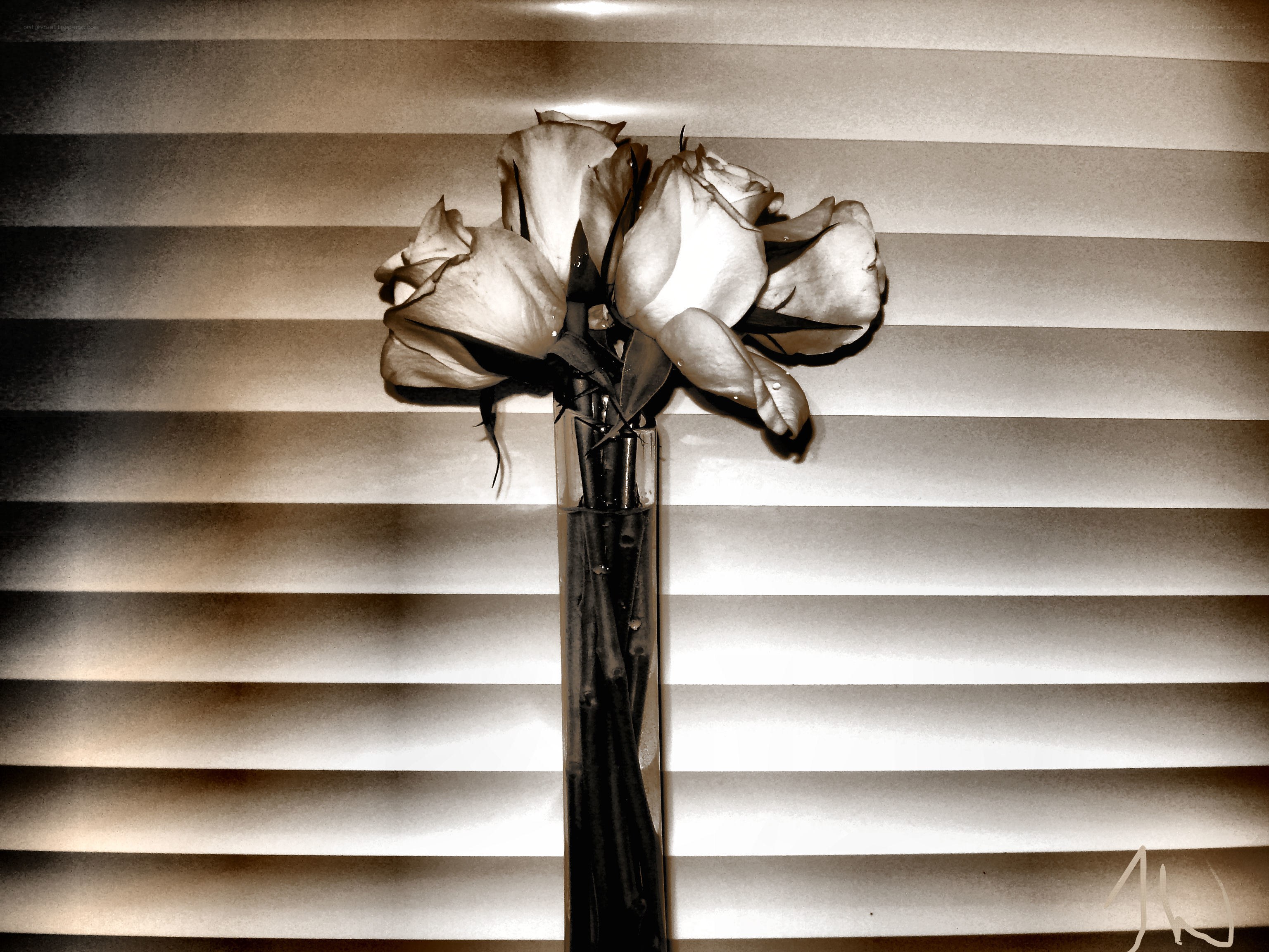 Wilted roses in a vase
