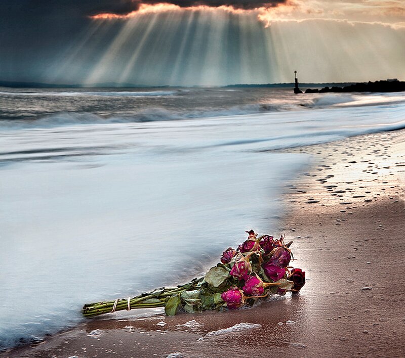 Wilted Roses on Beach