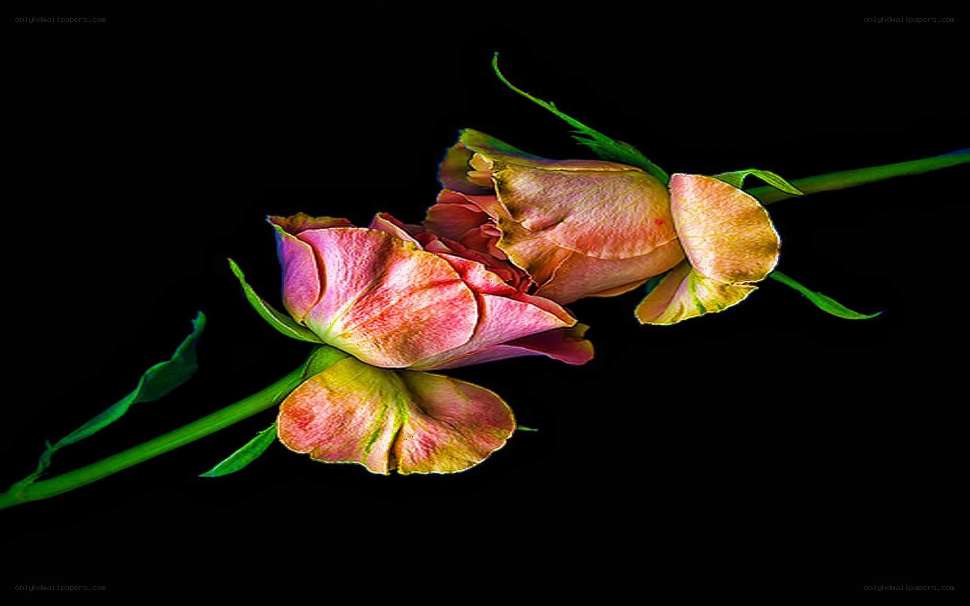 wilted roses on black