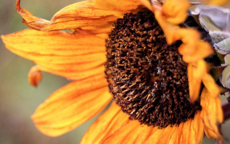 Wilted sunflower close-up