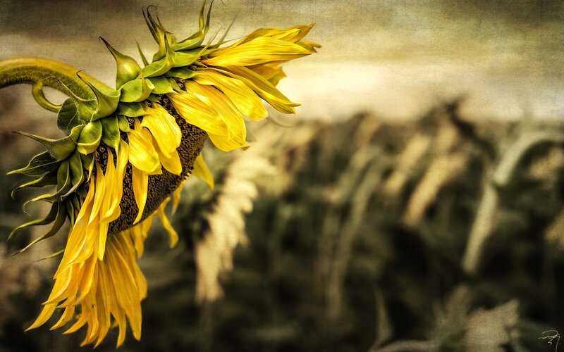 Wilted Sunflower Head