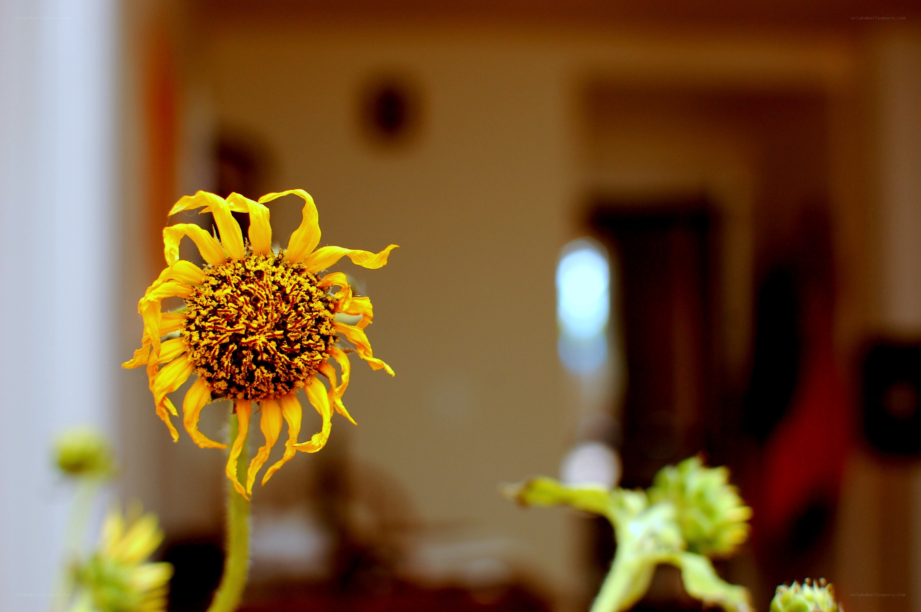 Wilted sunflower in a room
