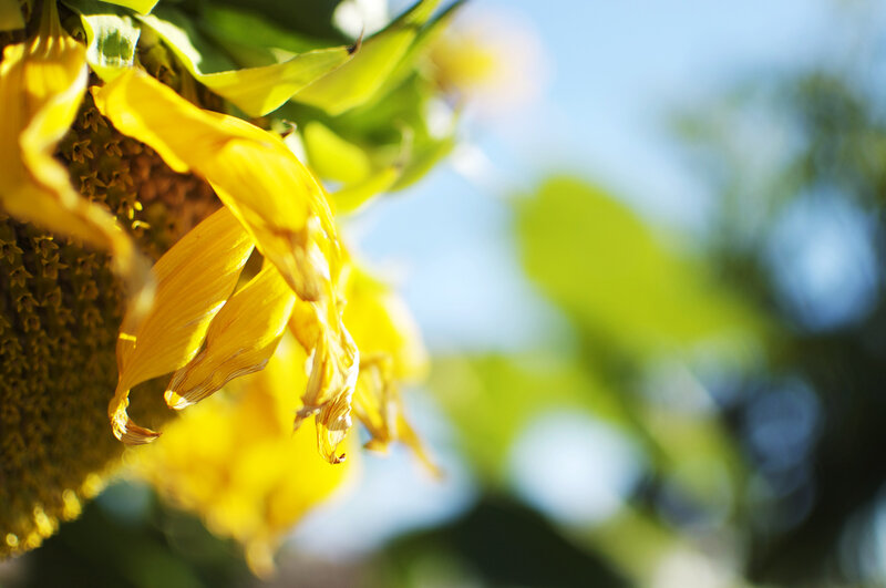 Wilted sunflower in sunlight