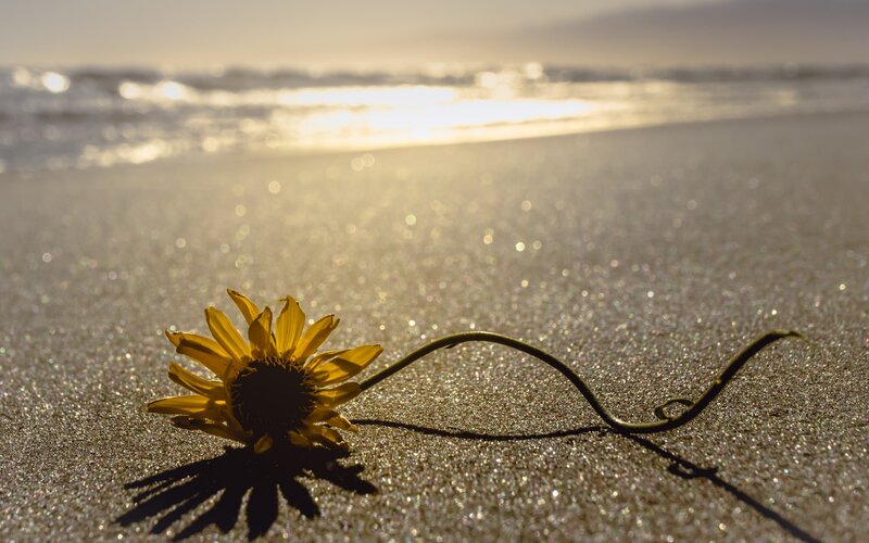 Wilted Sunflower on Sand