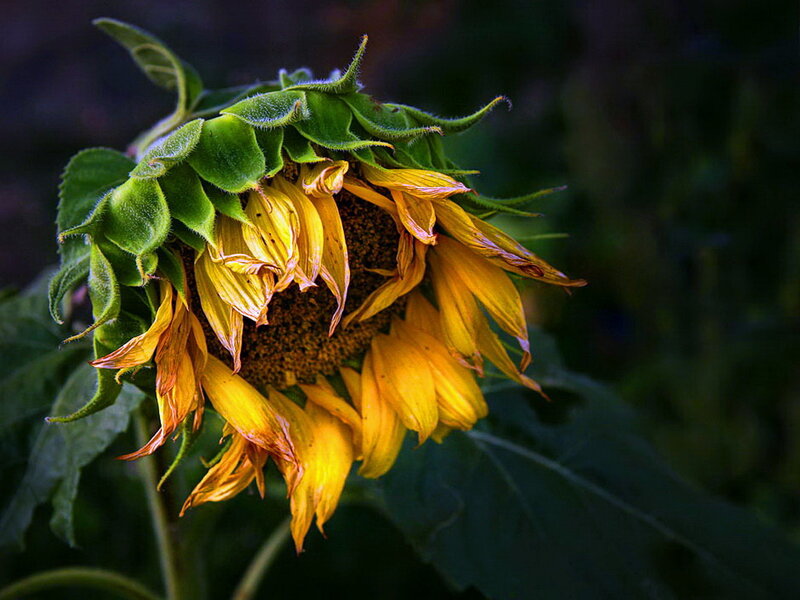 Wilted Sunflower — Yellow
