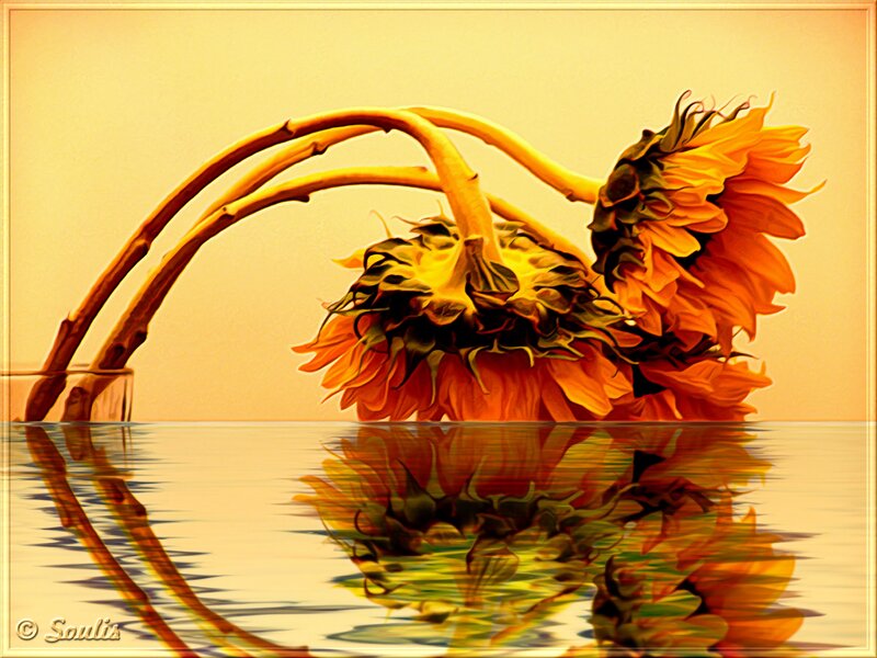 Wilted Sunflowers in Water