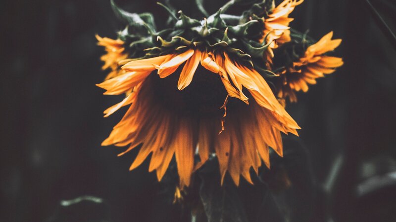 Wilted Sunflowers