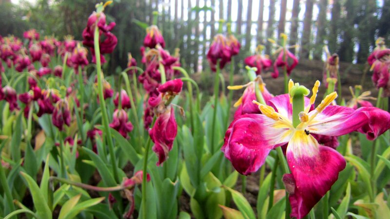 Wilted Tulip Flowers