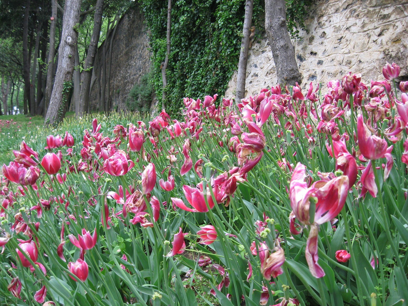 wilted tulips in a park