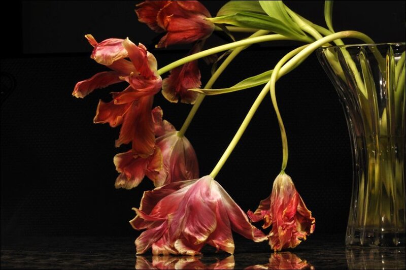 Wilted tulips in a vase