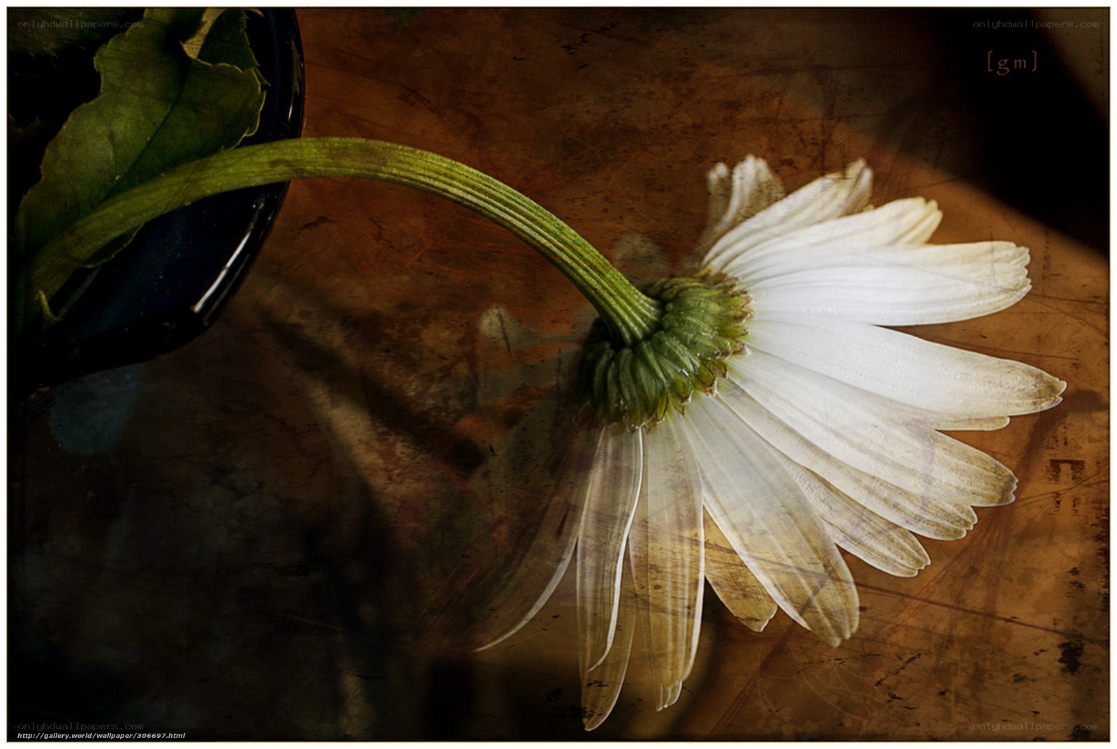 Wilted white daisy on wood