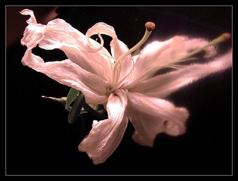 Wilted white flower in darkness