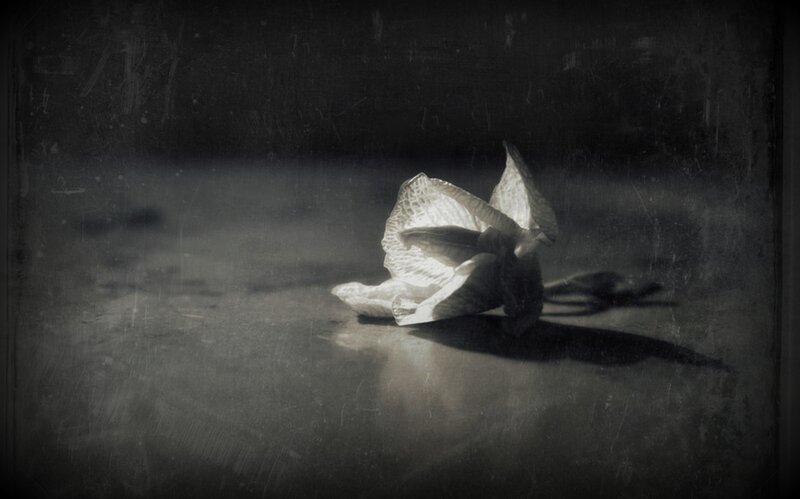 Wilted White Flower