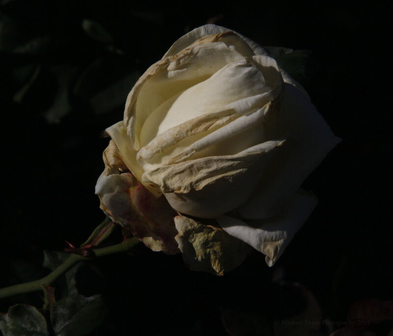 Wilted White Rose — Dramatic