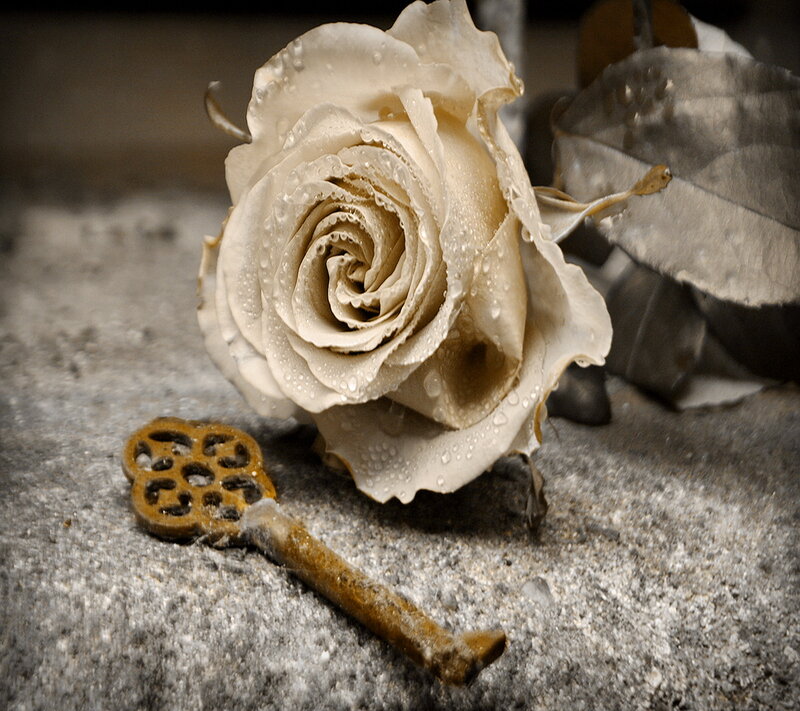 Wilted White Rose — Melancholic