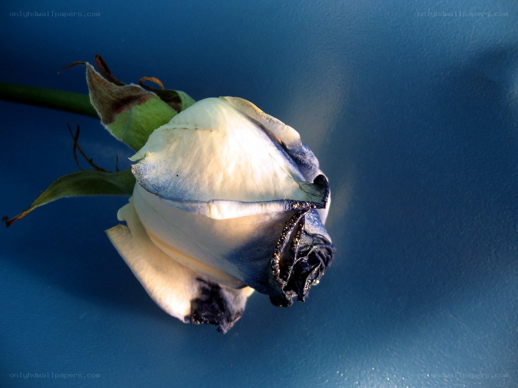 wilted white rose on blue
