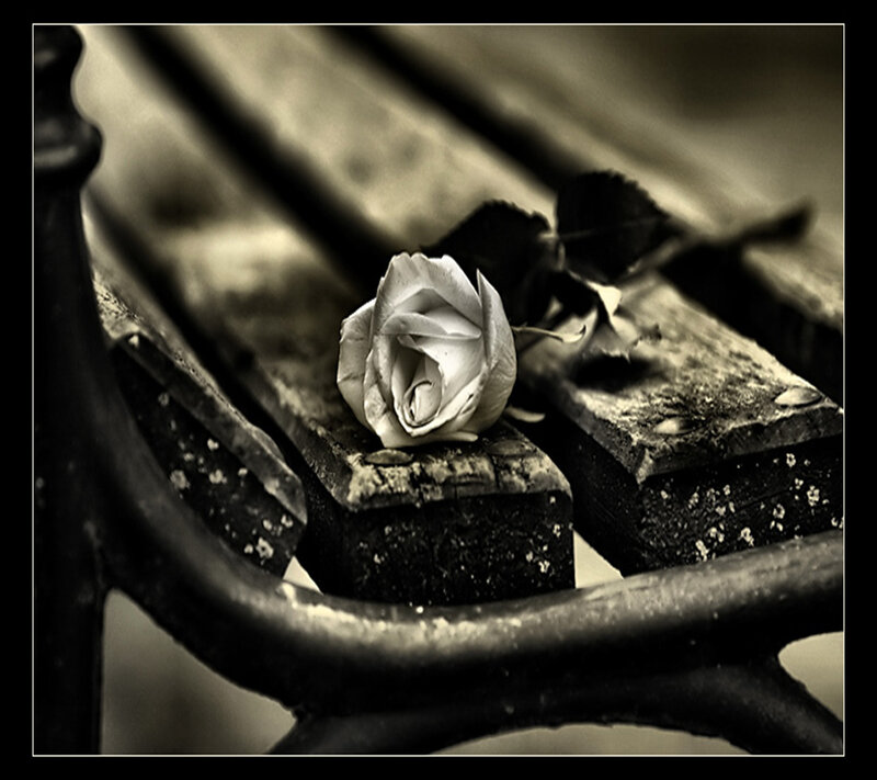 Wilted White Rose