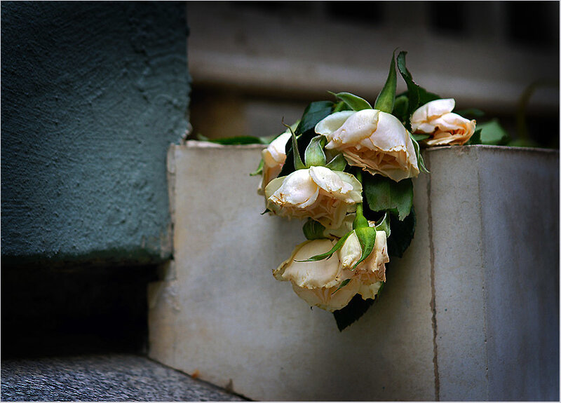 Wilted White Roses — Somber