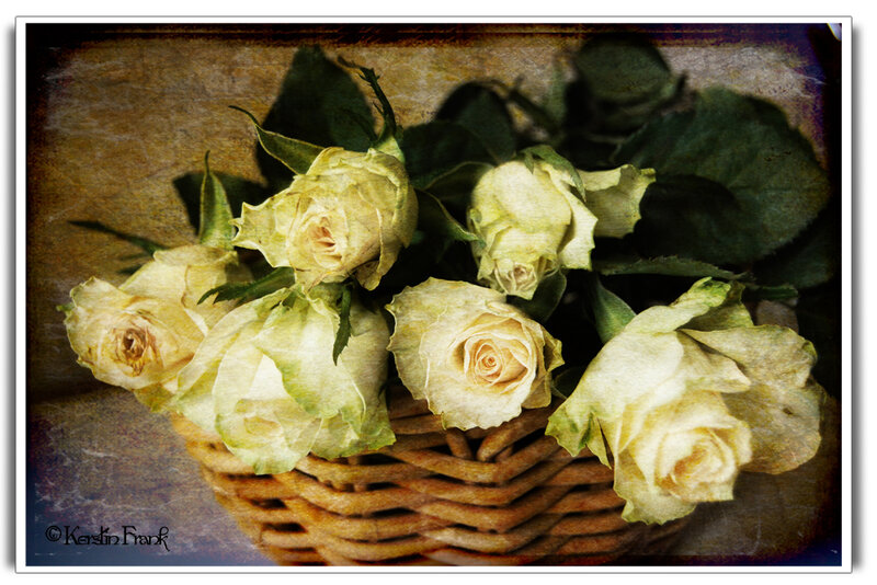 Wilted White Roses