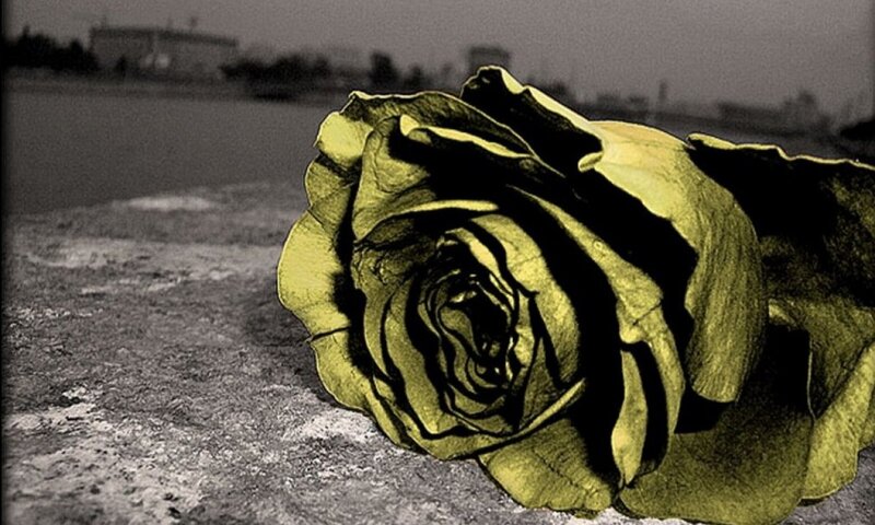 Wilted Yellow Rose