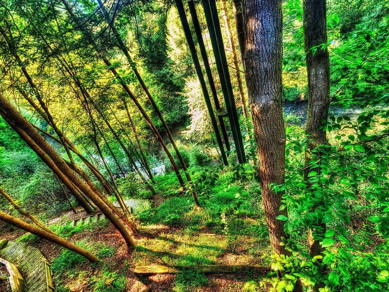 Wind Chimes in Forest
