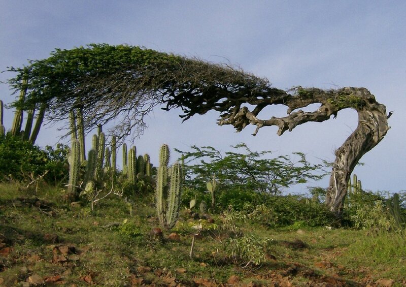 Wind-sculpted Tree