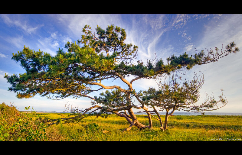 Wind-swept Pine Tree