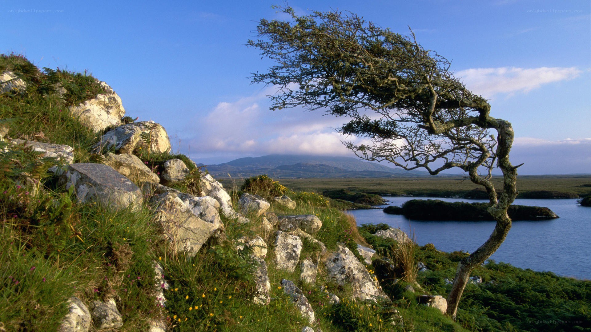 wind-swept tree by coastal cliffs