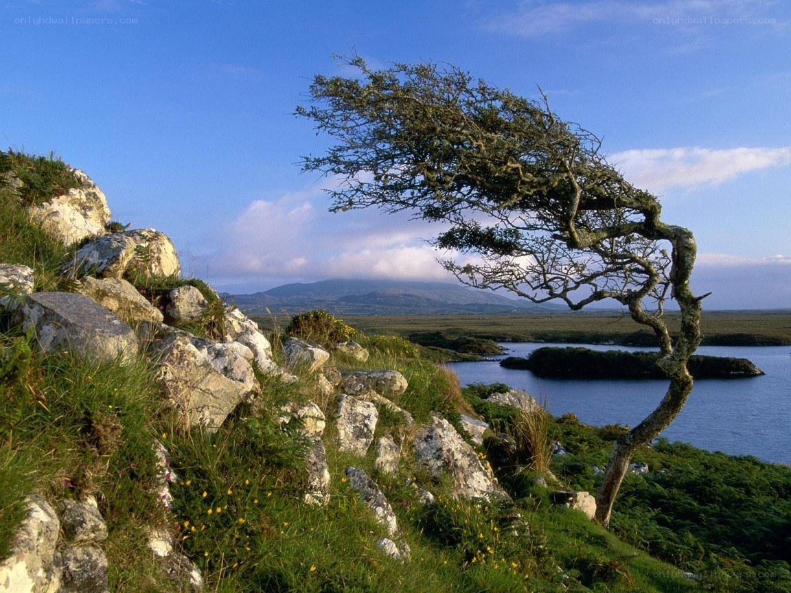 wind-swept tree on a coastal cliff