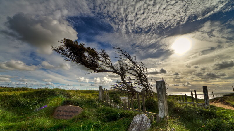 Wind-swept Tree on Cliff — Green, Dramatic