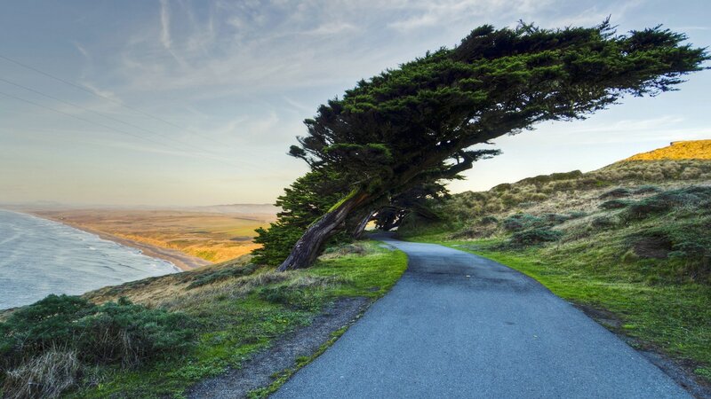 Wind-swept Tree on Cliff — Green, Serene, Sunset