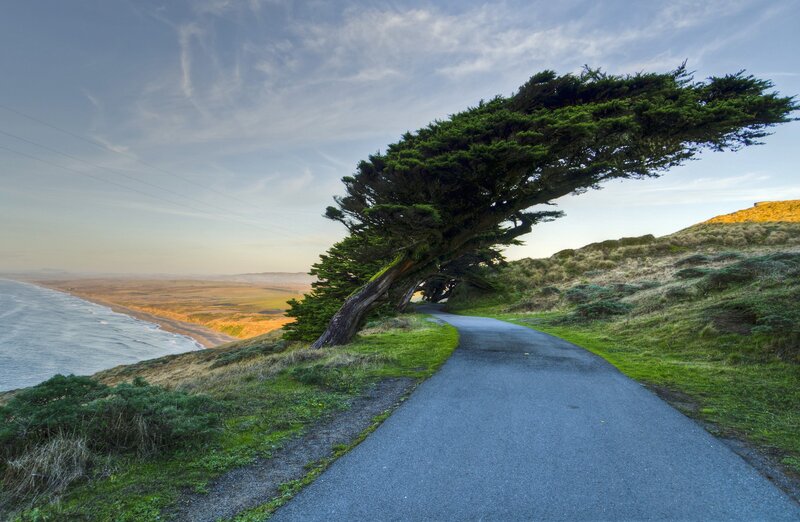 Wind-swept Tree on Cliff — Green, Serene