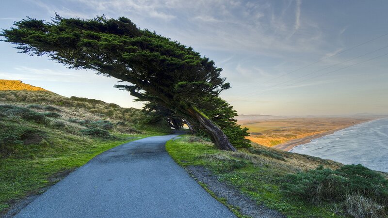 Wind-swept Tree on Cliff — Green