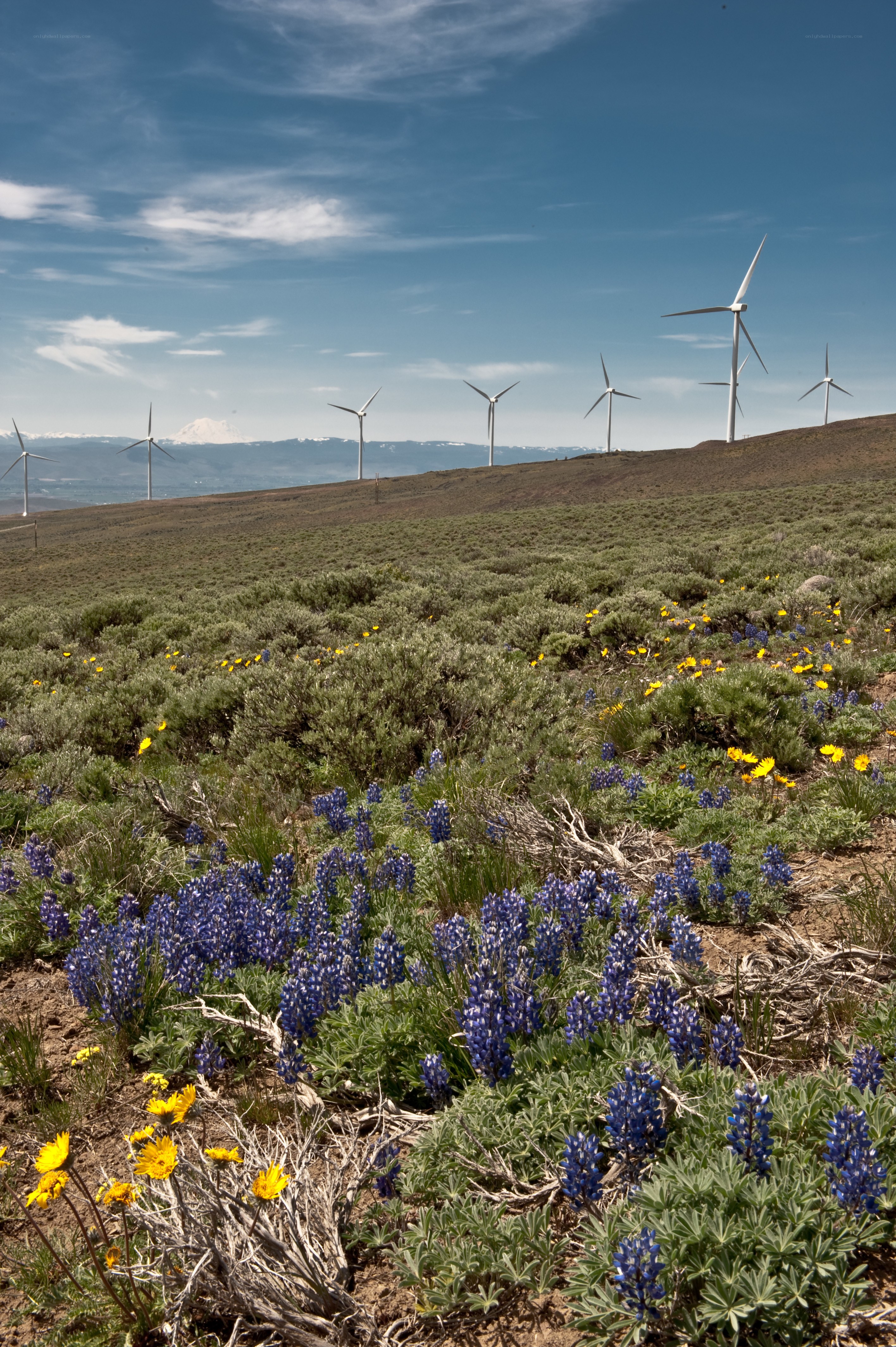 Wind turbines and wildflowers