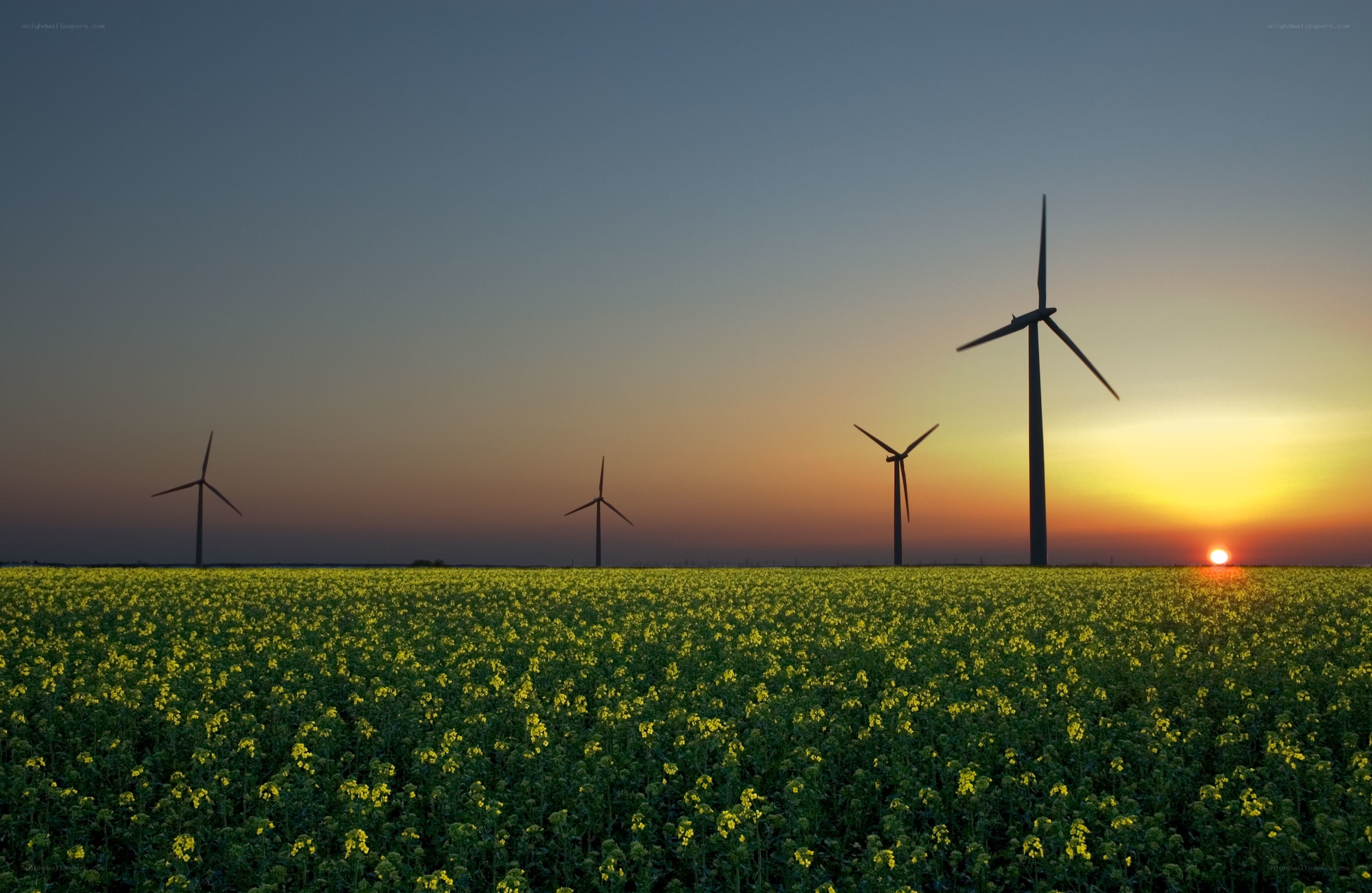 Wind turbines in a canola field