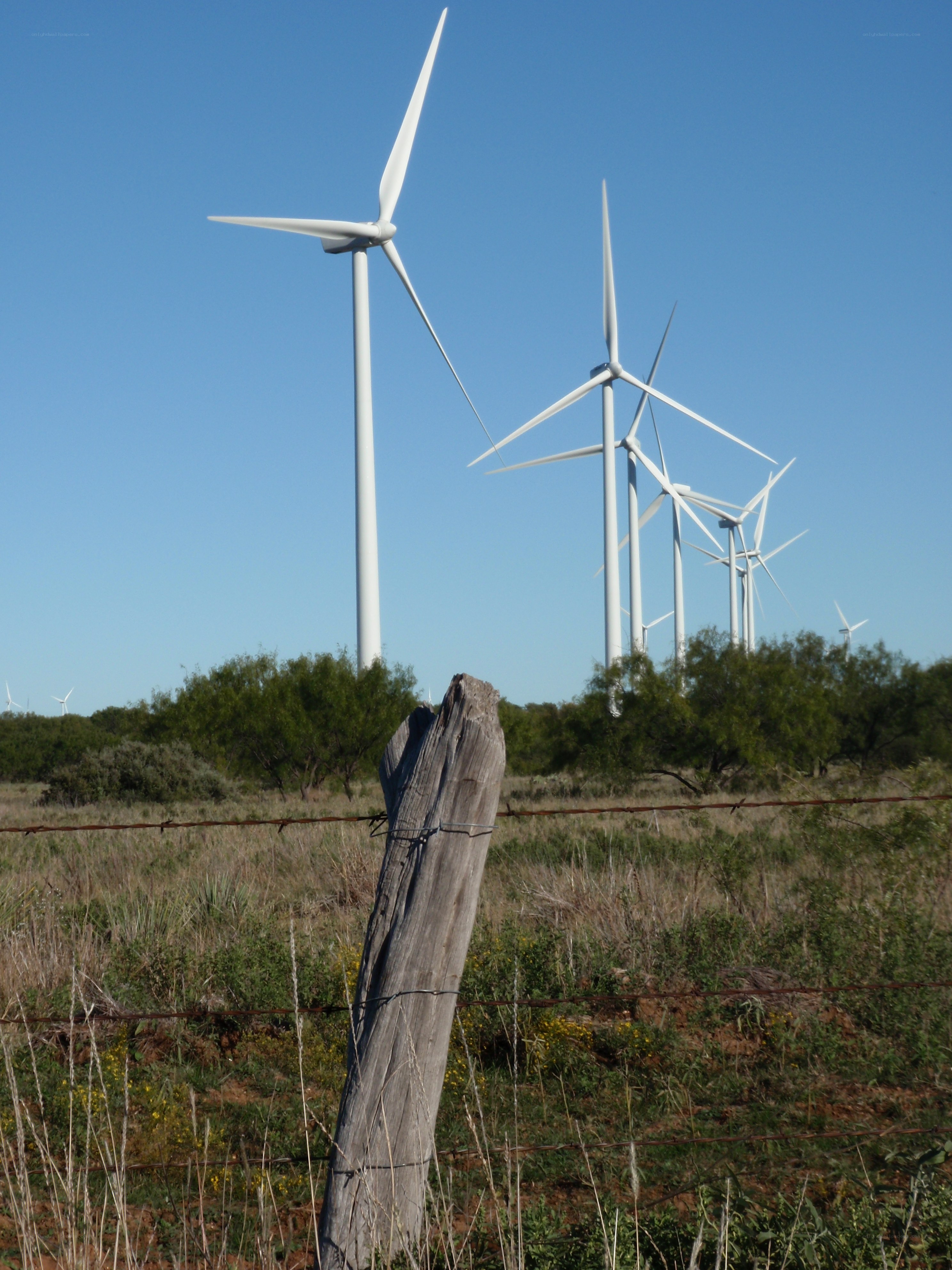 Wind turbines in a field