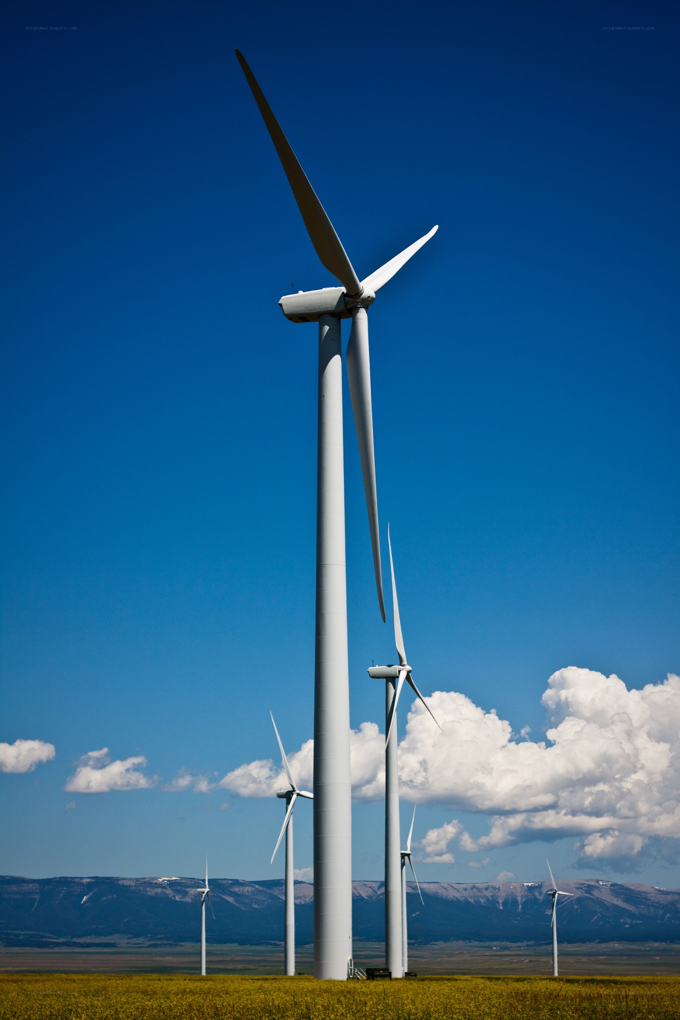 Wind turbines in a field