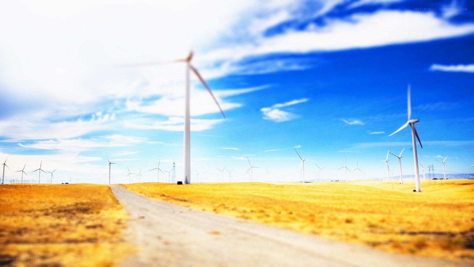 Wind turbines in a golden field