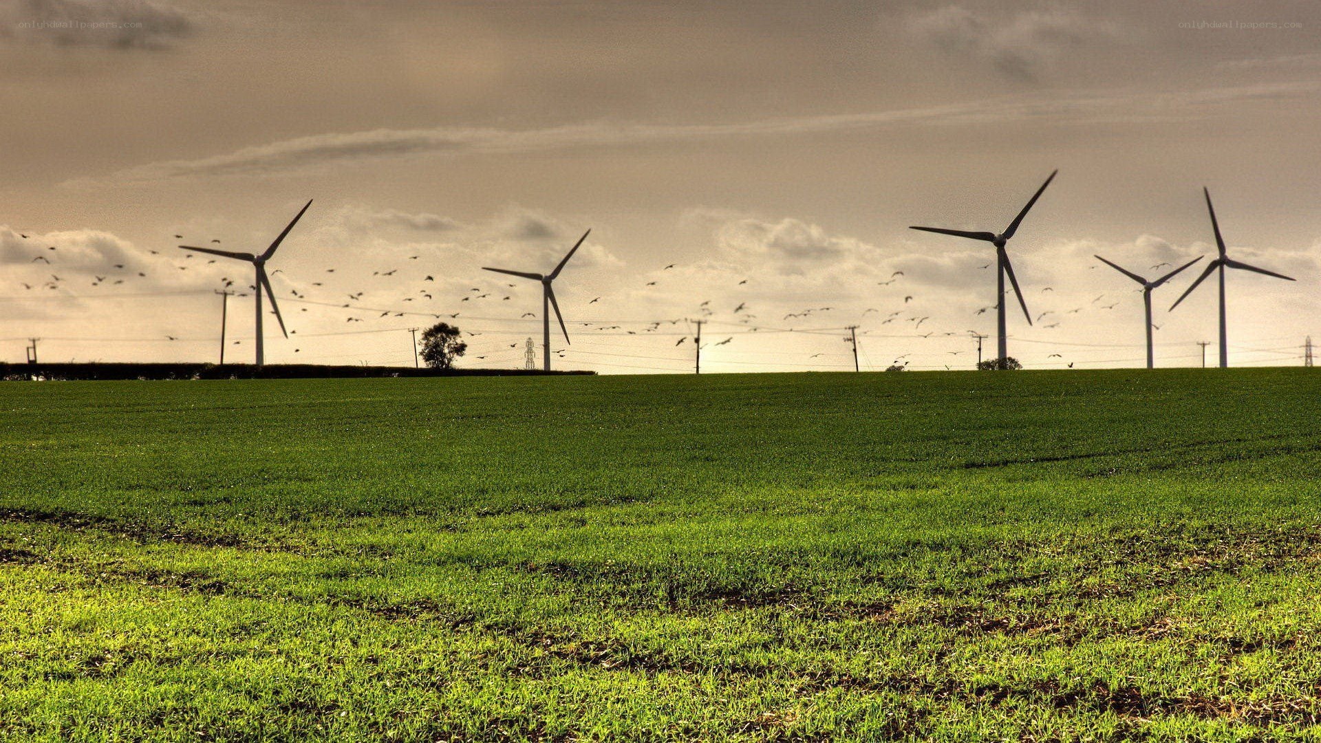 Wind turbines in a green field