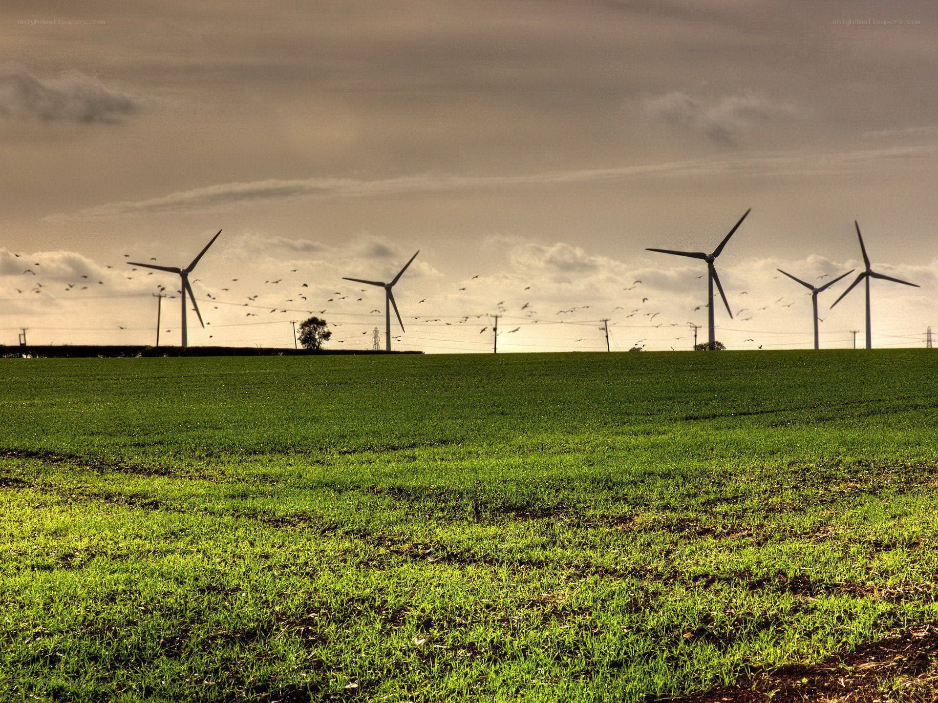 Wind turbines in a green field