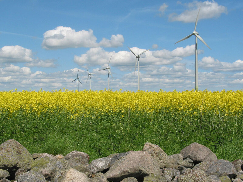 Wind Turbines in Field — Yellow, Serene